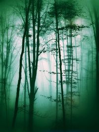 Trees in foggy weather