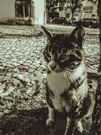 Close-up portrait of cat