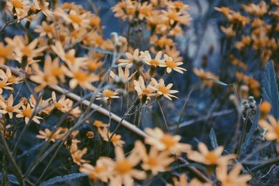 Close-up of flowering plants on field