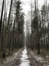 Road amidst trees in forest