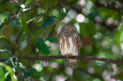 Low angle view of owl perching on branch