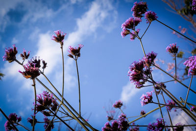 Low angle view of cherry blossoms against sky