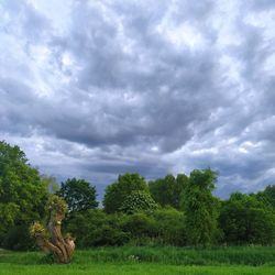 Trees on field against sky