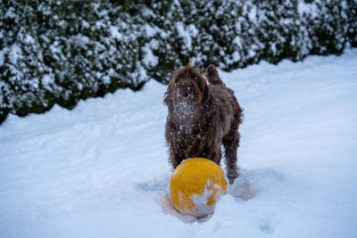 Dog holding ball in snow