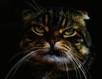 Close-up portrait of a cat