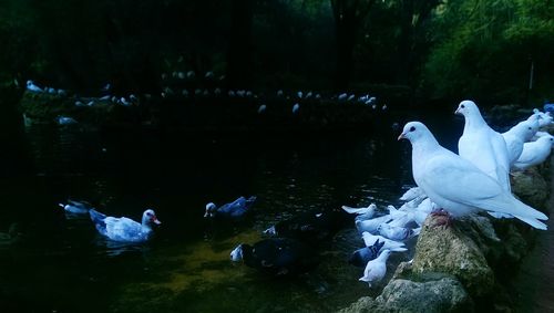 Swans swimming in lake