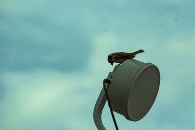 Low angle view of bird perching on cable