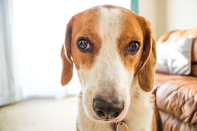 Close-up portrait of dog at home