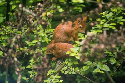 Red squirrel with young en route on a tree