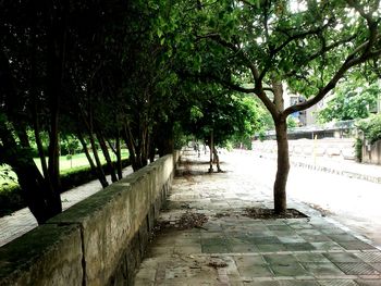 Footpath amidst trees