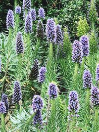 Close-up of purple flowering plants on field