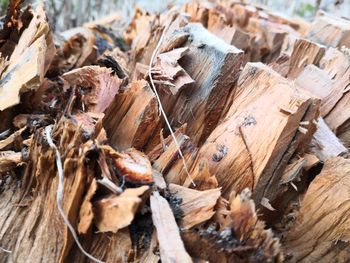 Close-up of wood in forest