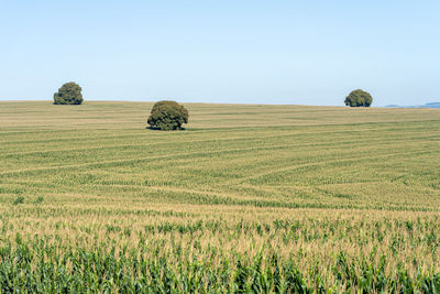 Scenic view of agricultural field against sky