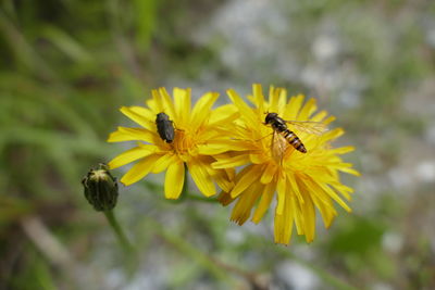 Close-up of bee on yellow flower