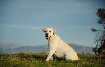 Portrait of dog sitting on field against sky