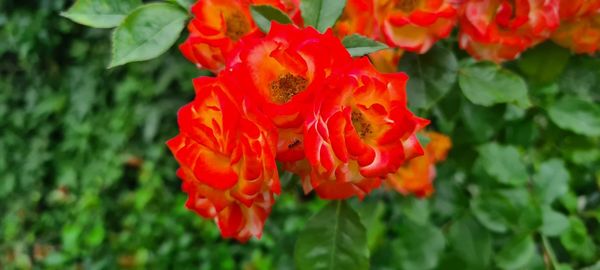 Close-up of red flowering plant