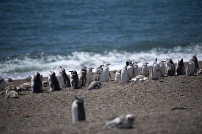 Panoramic view of birds on beach