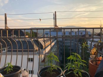 Potted plants on greenhouse against sky at sunset