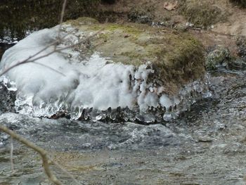 Sheep in water