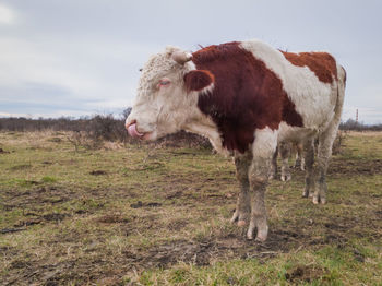 Cow standing in a field