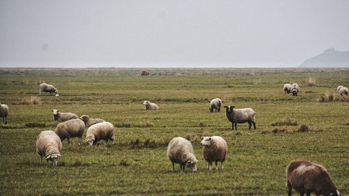 Sheep grazing on grassy field