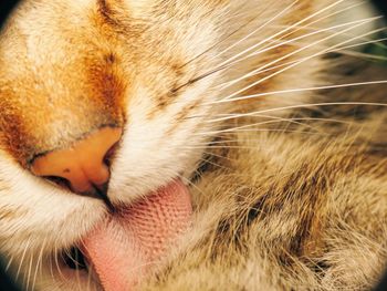 Close-up of a cat with eyes closed