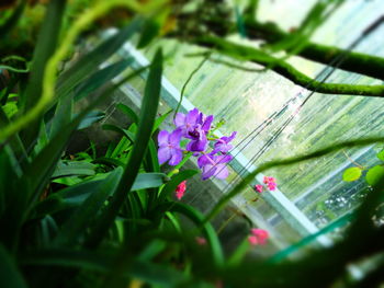 Close-up of purple flowers