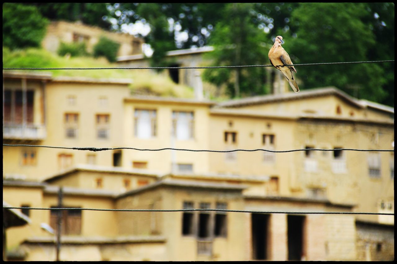 building exterior, architecture, built structure, transfer print, focus on foreground, auto post production filter, house, selective focus, residential structure, window, residential building, day, outdoors, close-up, building, tree, no people, roof, city, low angle view