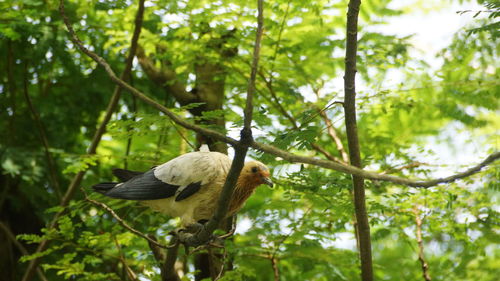 Bird perching on a tree