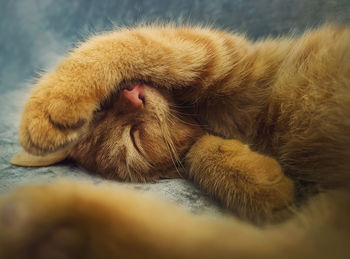 Sleepy orange kitten takes a nap indoors on the sofa. little ginger cat sleeping tight in cute pose