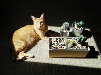 High angle portrait of ginger cat by potted plants