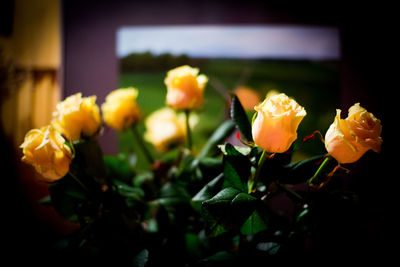 Close-up of yellow tulip flowers