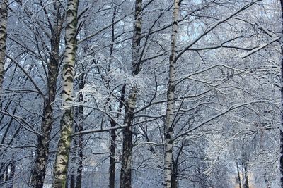 Bare trees in forest against sky