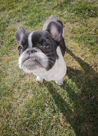 Portrait of a dog on field