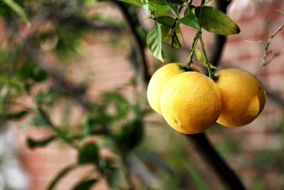 Close-up of fruits on tree