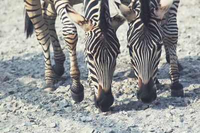 Low section of zebra standing on field