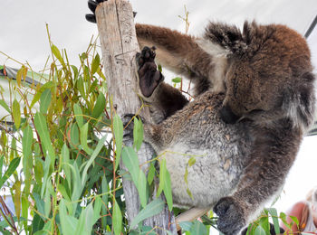 Close-up of koala on tree at zoo