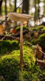 Close-up of mushroom on field