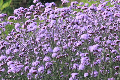 Close-up of verbena flower on field