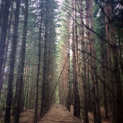 Trees in forest