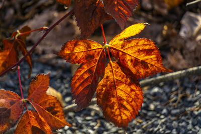 Close-up of maple leaves on branch