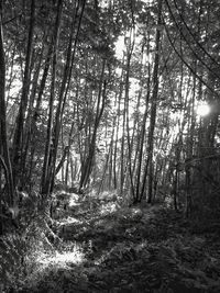Trees in forest