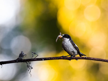 A pied flycatcher with prey during sunset 