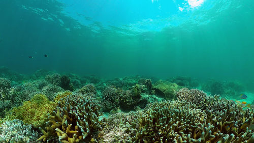 Fish swimming in sea