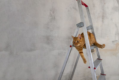 High angle view of cat on wall