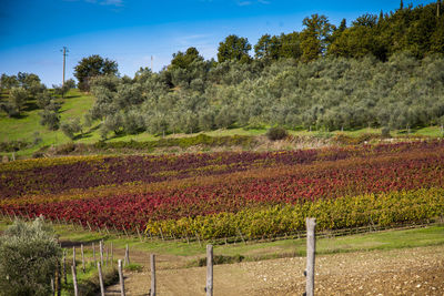 View of vineyard against sky