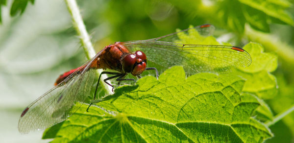 Close-up of insect on leaf