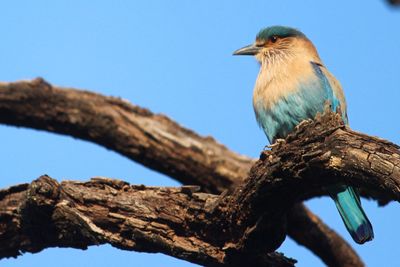 Low angle view of bird perching on tree against clear blue sky