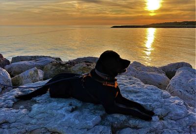 Dog looking at sea shore during sunset