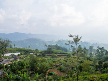 Scenic view of landscape against sky